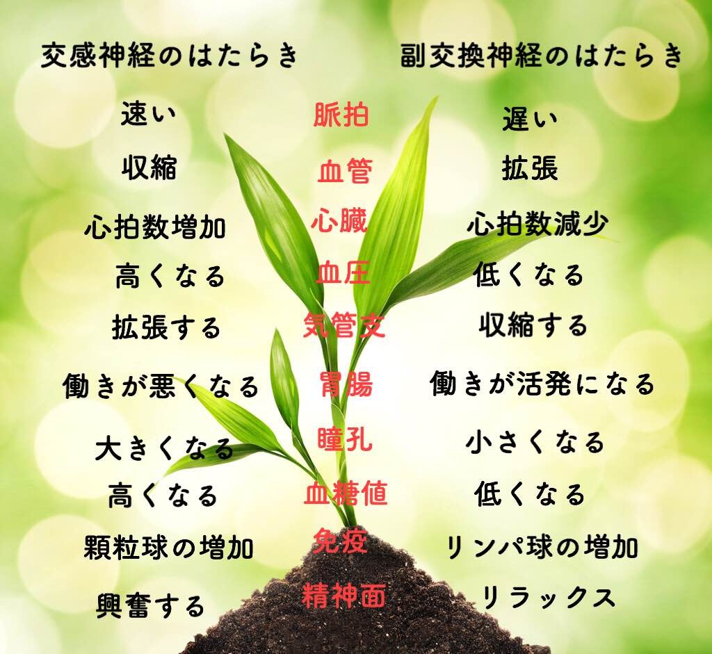 自律神経の説明図