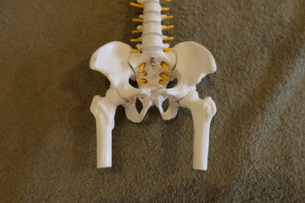 骨盤の模型画像