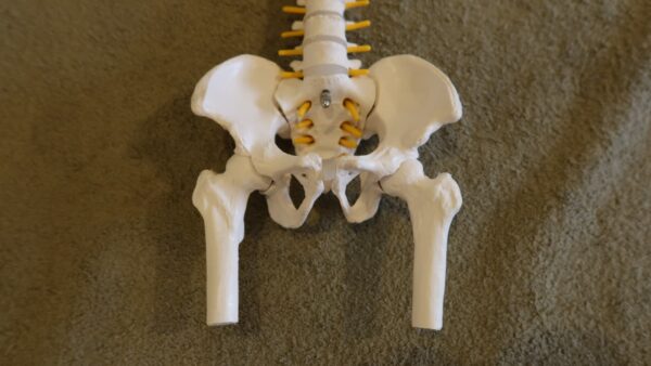 骨盤矯正：尼崎市塚口の整体院ハーポ