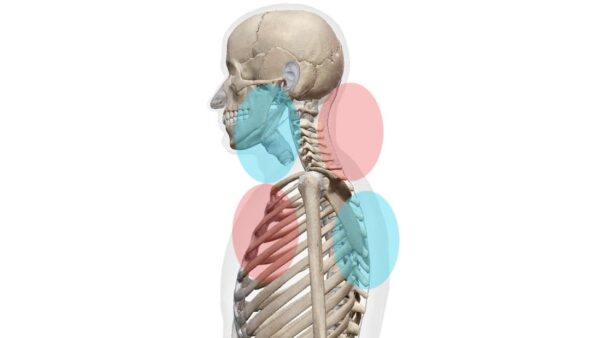 姿勢矯正について：尼崎塚口の整体院ハーポ