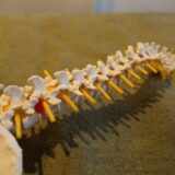 【尼崎・塚口】坐骨神経痛でお悩みの方へ：整体ハーポ