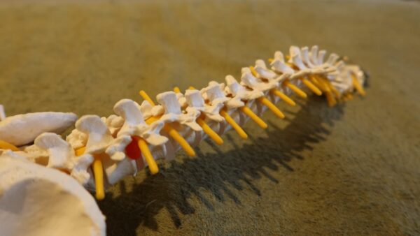 【尼崎・塚口】坐骨神経痛でお悩みの方へ：整体ハーポ